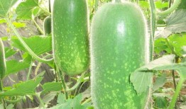 热门大瓜往期内容,那些你不知道的内幕与真相